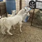 تيس للبيع ( تم البيع)