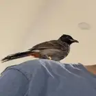 بلبل كشميري اليف الاحساء