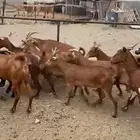 معزاء دهم