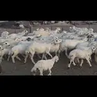 غنم حريه متابيع .
