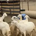 سن ثنيه ورباع وسديس