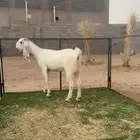 ماعز مطور وتيس مصري فاخر