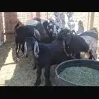 جفار وتيوس للبيع الجاد التواصل ع الواتس