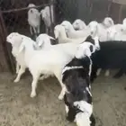 العدد 14 فيها خمسه ارخال وشعره ومقفله شحم
