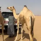 هجن بكره لقيه تجذع الاب السكر العاصفه والام مهجنه
