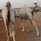 اللقحات وضح طيبه