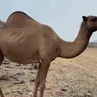 للبيع ناقه حايل