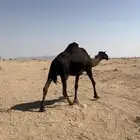 خلفه مجهم طيبه