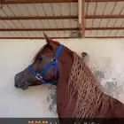 خيل واهو