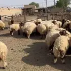 لباني لبيع الذبائح