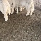 للبيع طلي مقفل عمره فوق 7 شهور
