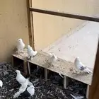 حمام رماني ابيض صك ومكاتيف