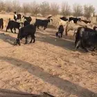 معزا عوارض