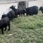 ماعز قزم فحل و 6 اناث