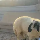 شاة عربية مكحلة