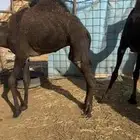 للبيع حيران فاخره