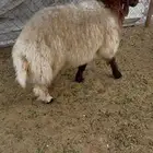 طلي نعيمي شحم وجرم طيب