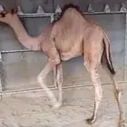 قعود مغلق شحم بلدي شرط