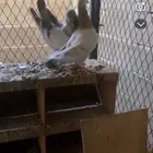 حمام ريحني