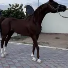 فحل مربط واهو فاخر