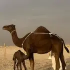 خلفه حمرا دم تحتها بكره مصغر