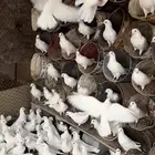 حمام فرنسي و سلفر