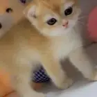 بيع قطط سكوتش تم البيع