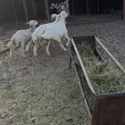 2طليان و2رخال2 عمارة خمسة شهور 2ست شهور