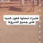 عشراء تحتها قعود على جميع الشروط