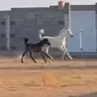 فرس شعلاء معها مهر