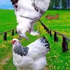 براهما توب