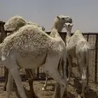 حشو قصب