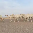 ذود وضح كفوو