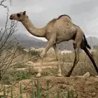 ثنين قعدان للبيع
