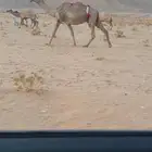 ضروبه شعلا كفو