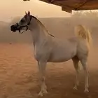 حصان كفو للبيع