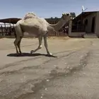البيع قعود ثاني رماني