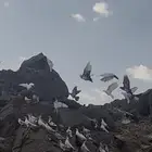 حمام بكستاني وبلدي