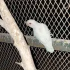 اجواز روز مع نتاجهن