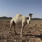 لقحه للبيع