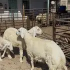 عرض خاص حري لباني