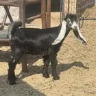 جفره عارضيه داغور جرم