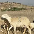 غنم حرية متابيع صنف الصنف منوة القناي 70 تحتها 70
