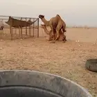 بعير فحل للبيع