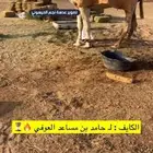 قعود باتلي ولد الكايف بعير العوفي