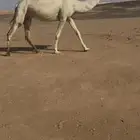 لقحه ثنو ولادها قريب