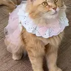 قطه للتبني انثى