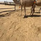 ضروبه شماليه طيبه