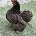 للبيع دجاج كوشن