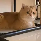 قط بريتش للتزاوج